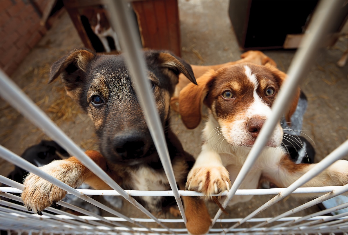 Two shelter puppies look through a metal gate while awaiting adoption.